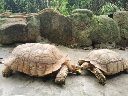 苏卡达陆龟 最大图片