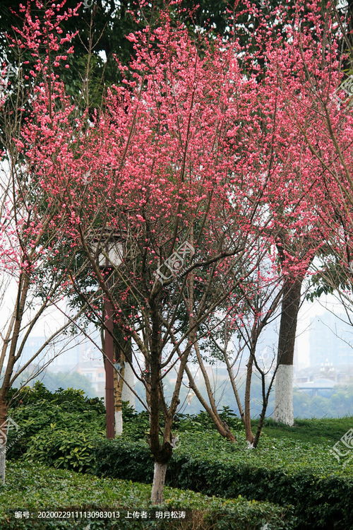 梅花树简笔画梅花树图片