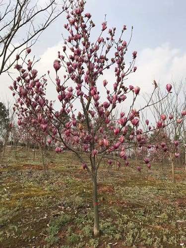 玉兰花树修剪图片