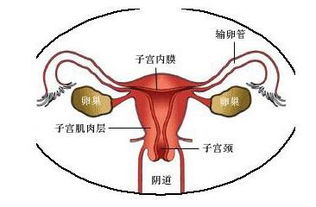 如何扩张宫颈管