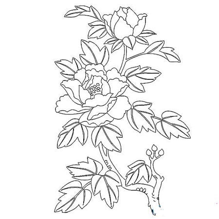 简笔画蔷薇花的画法图片