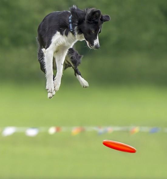 训练狗狗跳高只需简单三步