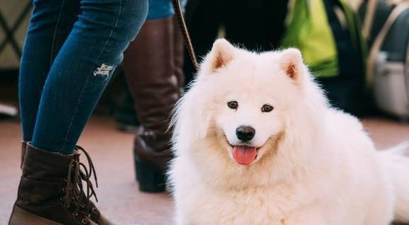 萨摩耶犬吃饭吗,萨摩耶不好好吃饭怎么办