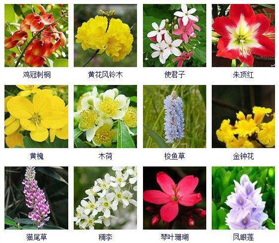 各种鲜花图片大全名字图片