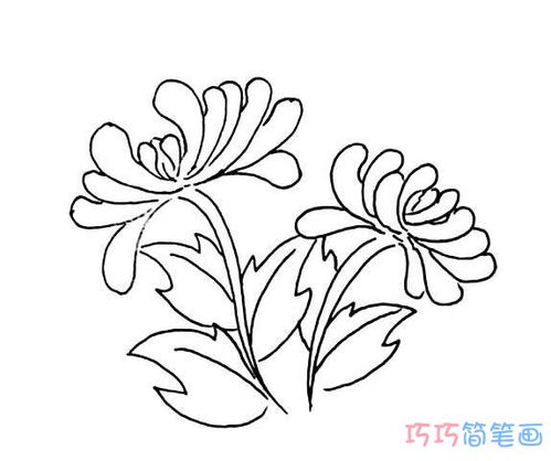 菊花简笔画图片大全带颜色步骤