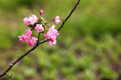 百花盛開是什麼季節的成語