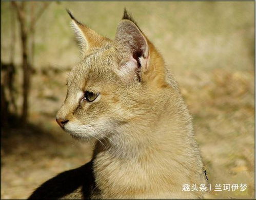 野狸子是什么动物图片