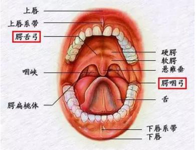 扁桃体三度肿大图解图片