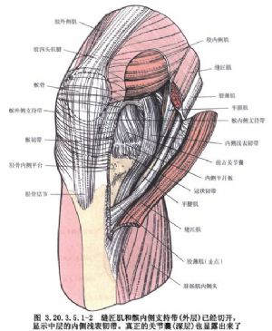 大腿内侧上方有长收肌和股薄肌不止一条肌肉还可以摸到腹股沟韧带