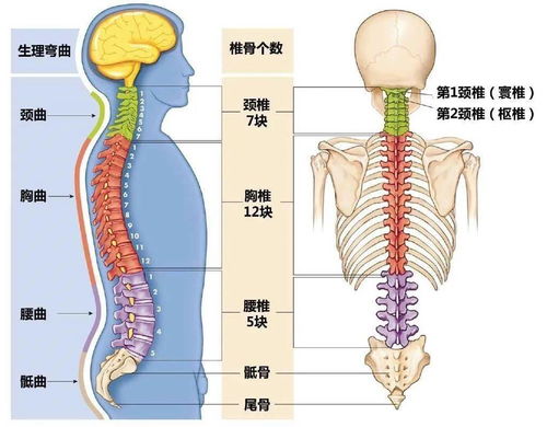 脊椎图片位置示意图