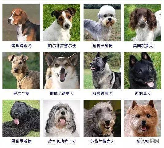 世界所有名犬图片