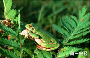 青蛙吃害虫看图写话一年级