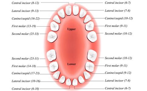 成人牙齿名称图片图片