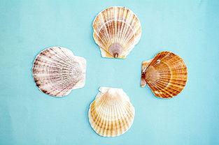 海口工艺品一条街贝壳图片