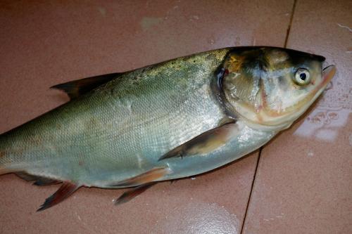 广东人叫生鱼是啥鱼图片