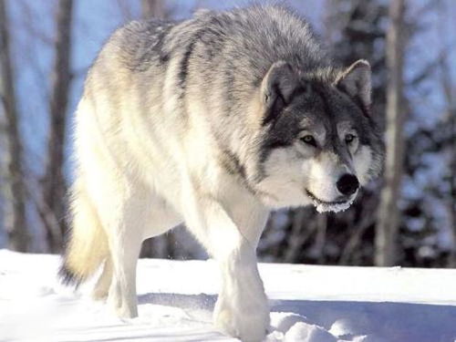 西西伯利亚狼图片