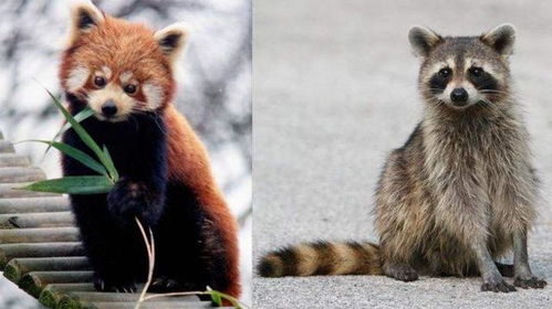 小熊猫和小浣熊是一个品种吗