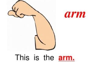 手臂的英语单词图片