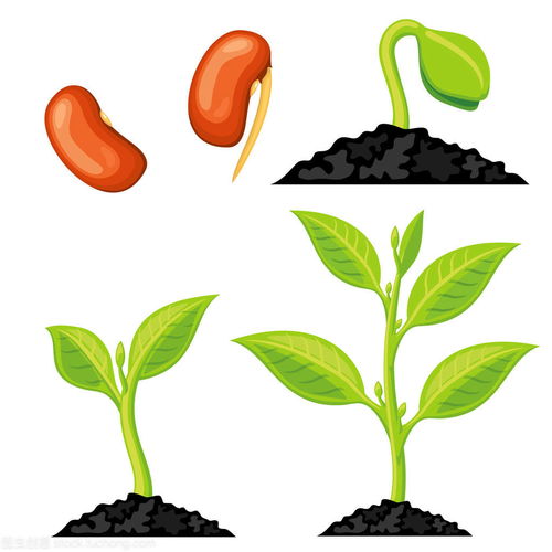 通常进行播种的植物生长的四个过程分别是种子发芽,抽生叶片,抽放花蕾