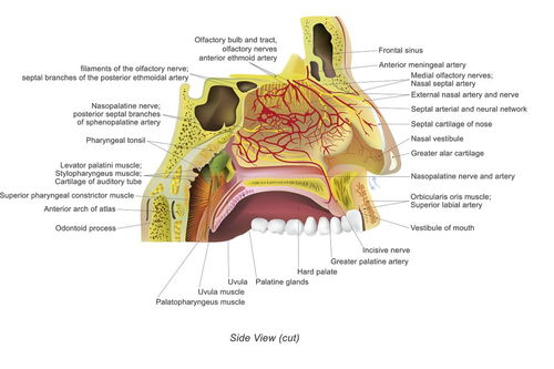 鼻旁竇(parannasal sinuses),又稱副鼻竇或鼻竇,為鼻腔周圍顱骨(額骨