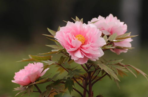 牡丹花的寓意(牡丹花的寓意和花语)