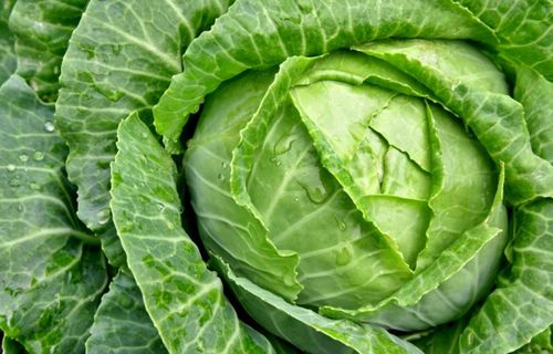 洋白菜, 捲心菜,甘藍he grows cabbages on his farm.