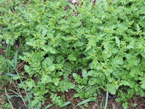 水薺菜,也叫大根薺菜,學名蔊菜.