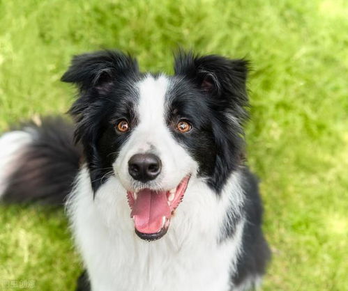 智商第一的边境牧羊犬究竟有哪些缺点?