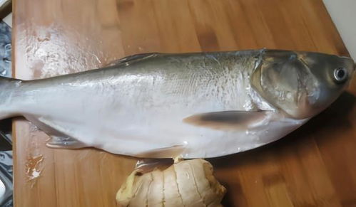 白鲢鱼多少钱一斤图片