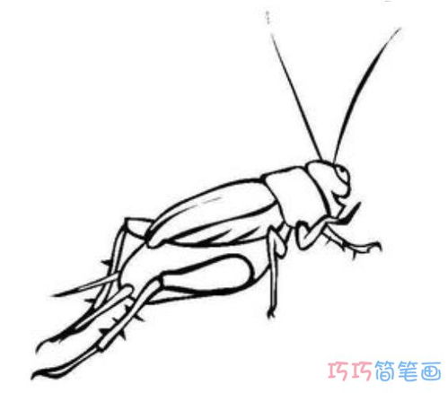 画一幅蟋蟀简笔画图片