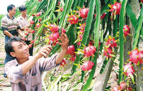 2,火龍果(學名:hylocereus undatusfoo-lon,英文:pitaya)是仙人掌科