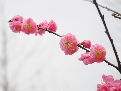 梅花的外形特徵是什麼?