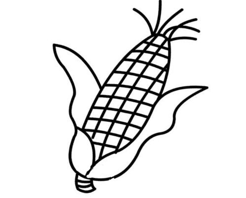 丰收的玉米简笔画图片