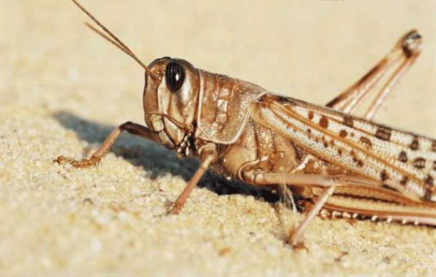 沙漠蝗虫可以吃吗,沙漠蝗虫护目镜