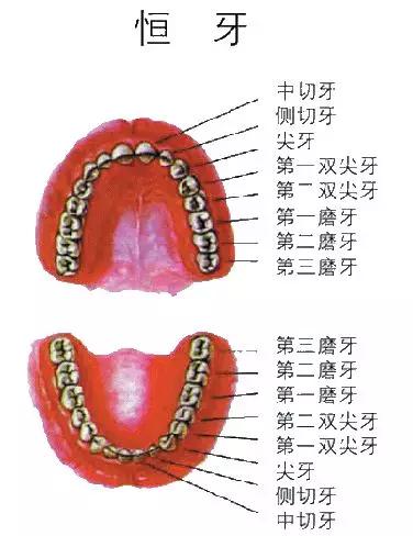 牙齿的位置和名称,谁知道?