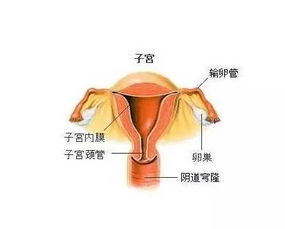 子宫为一空腔器官,位于盆腔中央,呈倒置的梨形,如鸡蛋大小