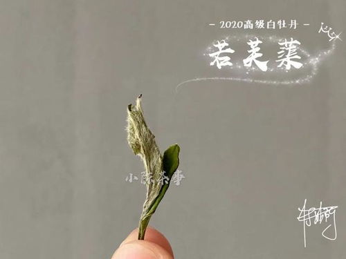 《芙蕖》(李渔)的全文翻译