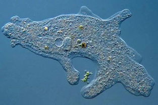 显微镜下的变形虫图片图片