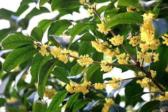 桂花籽泡水能洗頭嗎?