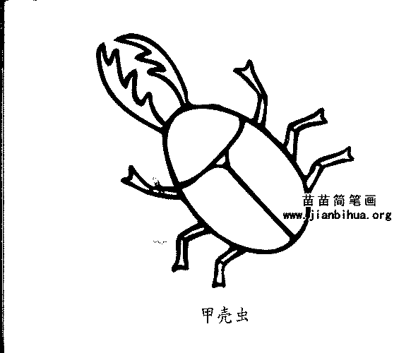 甲壳虫的简笔画怎么画 先画出身体轮廓