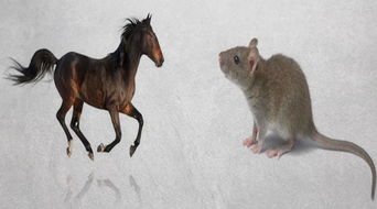 属鼠与属马的婚姻合吗,属马的跟属鼠的婚姻配不配