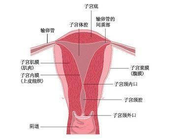 人流后排卵期子宫内膜厚度多少正常,排卵期子宫内膜厚度多少正常7mm