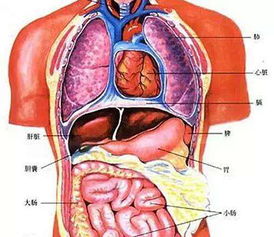 心肝脾肺肾背部对应图图片