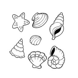 贝壳怎么画简单又漂亮,贝壳怎么画一步一步