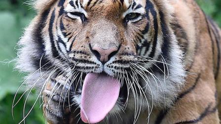 老虎是非常凶猛的动物,为什么它的舌头上全是刺,是为了方便捕猎吗