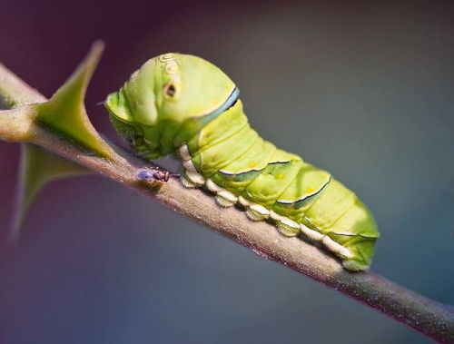 毛毛虫是怎样进化成蝴蝶的?