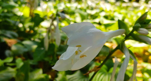 花的名稱有:紅玫瑰,康乃馨,米紅康乃馨,鬱金香,黃鬱金香,水仙花,紅