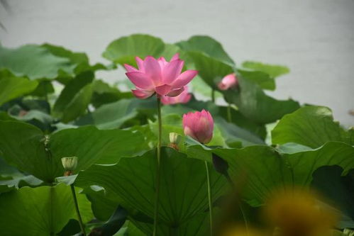 荷花是什麼季節開