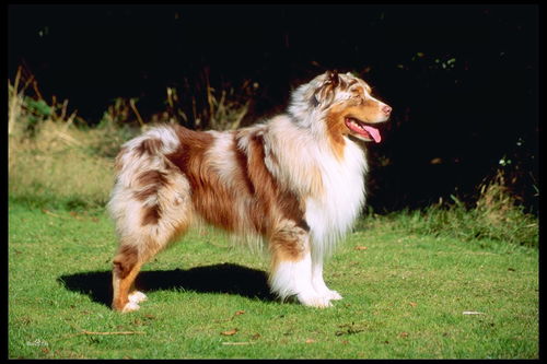 牧羊犬的品种有:德国牧羊犬,比利时牧羊犬,边境牧羊犬,中亚牧羊犬