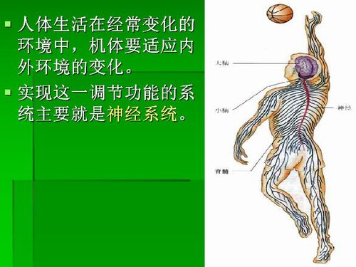 神經系統包括哪些部分